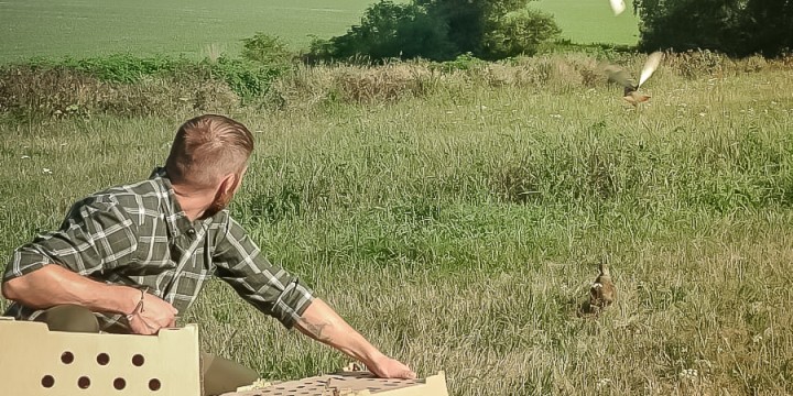 Čiřikání koroptví