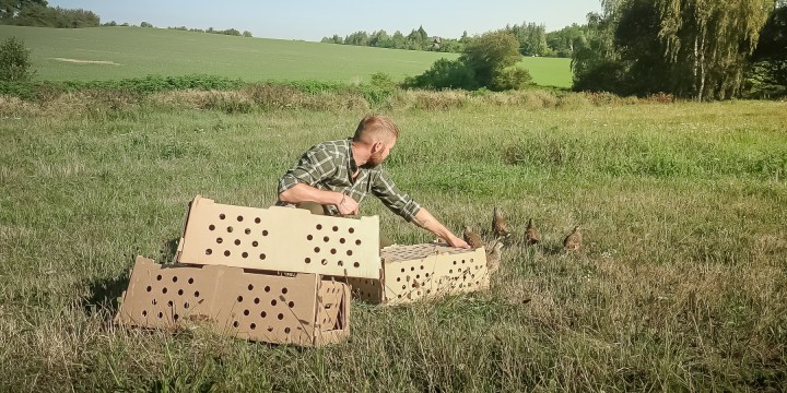 Čiřikání koroptví