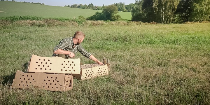 Čiřikání koroptví