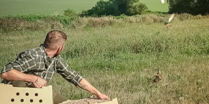 Call of the Partridge