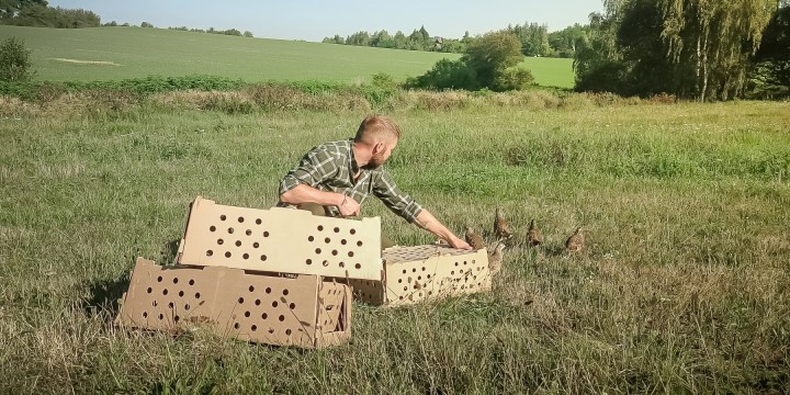 Call of the Partridge